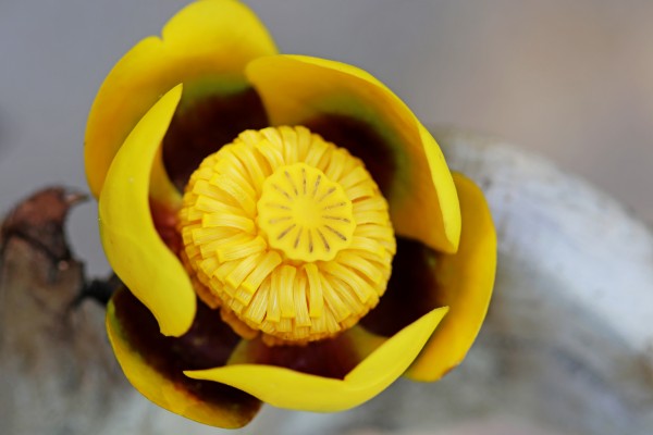 Bullhead Lily by Deb Oppermann